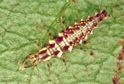 Photograph of green lacewing larva.